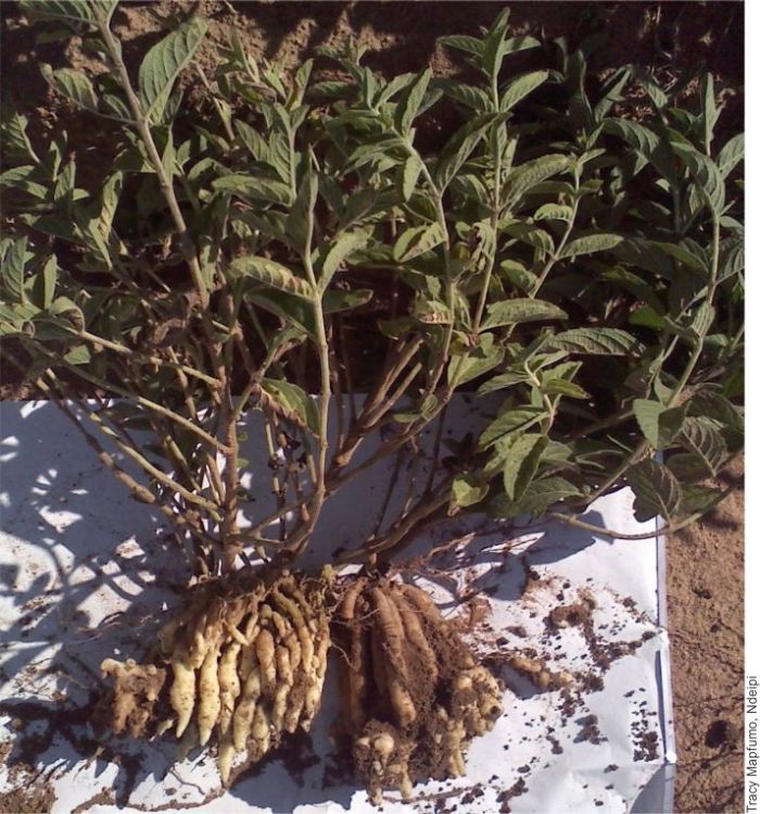 Coleus esculentus PlantZAfrica